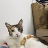 Foto del gato perdido en Gurugram