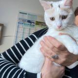 Foto de gato encontrado en Guerande