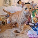 Foto de gato encontrado en Talence