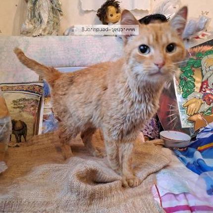 Foto 1/1 Gato encontrado Encontrado en Talence