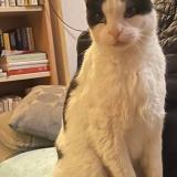 Foto del gato perdido en Lattes