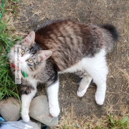 Foto 1/1 Polochon Chat perdido en Mont de marsan