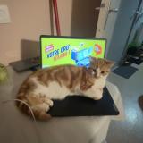 Foto de gato encontrado en Le Havre