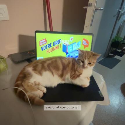 Foto 1/1 Gato encontrado Encontrado en Le havre