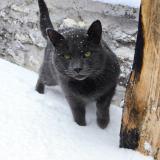 Foto del gato perdido en Servon