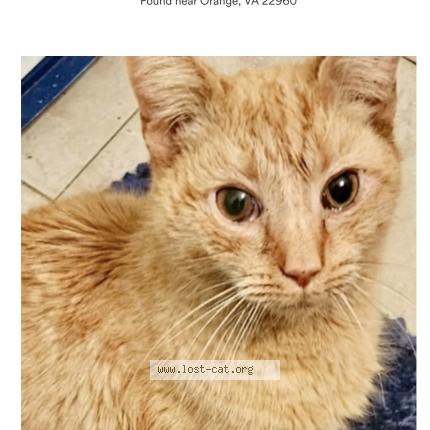 Foto 1/1 Gato encontrado Encontrado en Orange