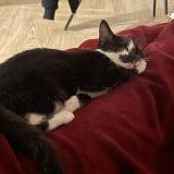 Foto del gato perdido en La Roche Sur Yon