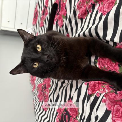 Foto 1/1 Ninja Chat perdido en Middlesex