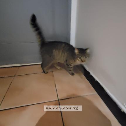 Foto 1/1 Gato encontrado Encontrado en Rouilly