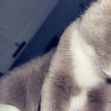 Foto del gato perdido en Ceton