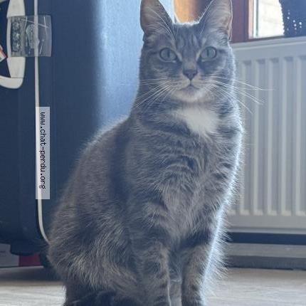 Foto 1/1 Miyuki Chat perdido en Rebecq