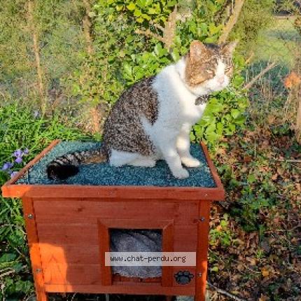 Foto 1/1 Gato encontrado Encontrado en Le thor