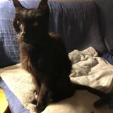 Foto del gato perdido en Lyonnel