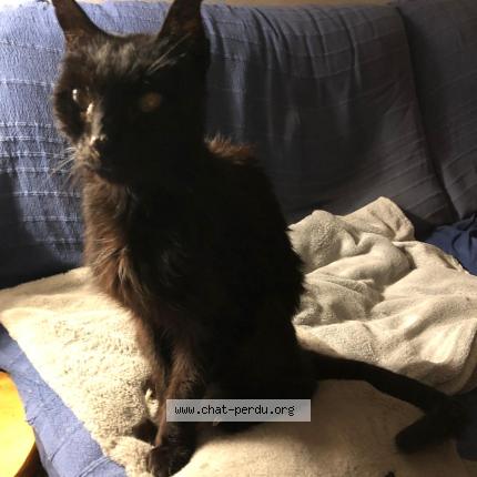 Foto 1/1 Boston Chat perdido en Lyonnel