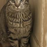 Foto del gato perdido en Epinay Sur Seine