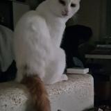 Foto del gato perdido en Bischheim