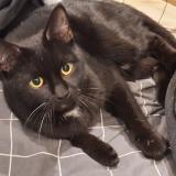 Foto de gato encontrado en Bagnolet