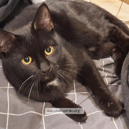 Foto 1/1 Gato encontrado Encontrado en Bagnolet