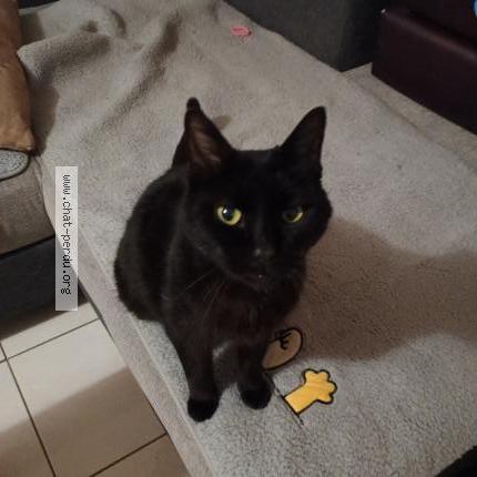 Foto 1/1 Helios telier Chat perdido en Moret loing et orvanne