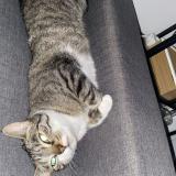 Foto del gato perdido en Mimizan Plage