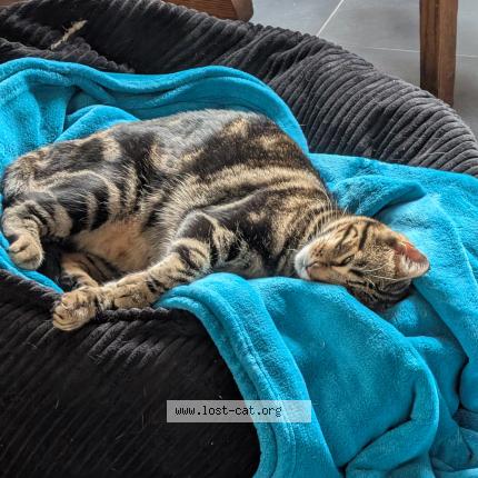 Foto 1/1 Ollie Chat perdido en Watsonville