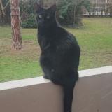 Foto del gato perdido en Verneuil Sur Seine