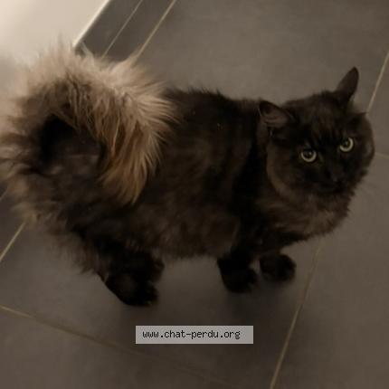 Foto 1/1 Jazz Chat perdido en Saint marcel sur aude