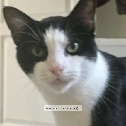 Foto 1/1 ' Chat perdido en Lisieux