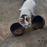 Foto de gato encontrado en Iverny