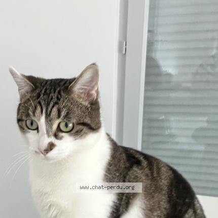 Foto 1/1 Simba Chat perdido en La verpilliere
