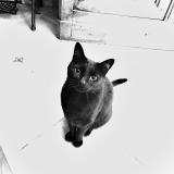 Foto del gato perdido en Mauguio