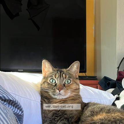 Foto 1/1 Mochi Chat perdido en Phoenix