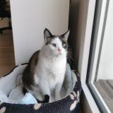 Foto del gato perdido en Nanterre