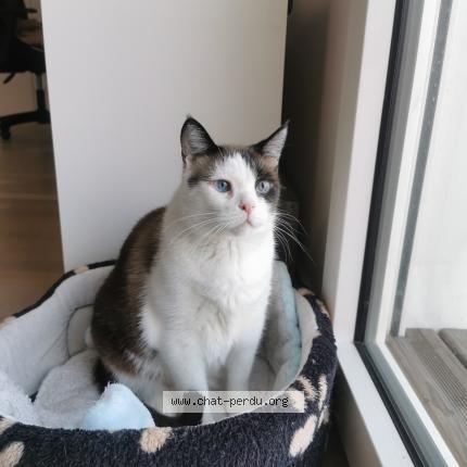 Foto 1/1 Leo Chat perdido en Nanterre