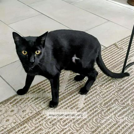 Foto 1/1 Reveillon Chat perdido en Saint esteve