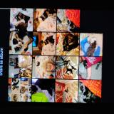 Foto del gato perdido en Independence