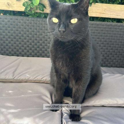 Foto 1/1 Peter Chat perdido en St thonan