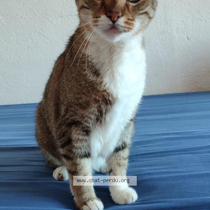 Foto 1/1 Chichoul Chat perdido en Trebes