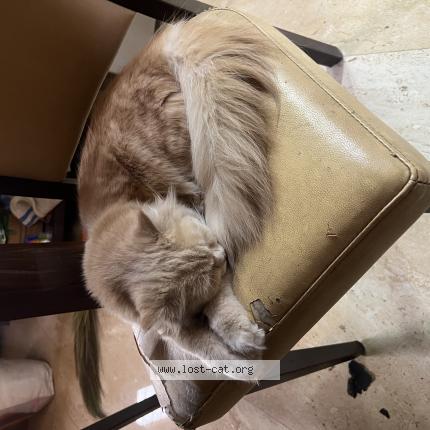 Foto 1/1 Lucy Chat perdido en Solapur