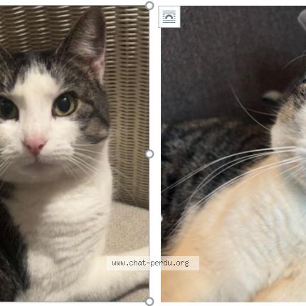 Foto 1/1 Miminette Chat perdido en Quincay