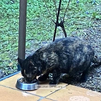 Foto 1/1 Gato encontrado Encontrado en Aix en provence