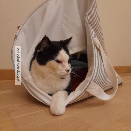 Foto 1/1 DIEGO Chat perdido en Coquainvilliers