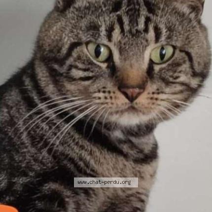 Foto 1/1 Gribouille Chat perdido en Cambrai