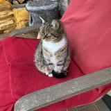 Foto del gato perdido en Bry Sur Marne