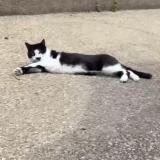 Foto del gato perdido en Bonnieres Sur Seine