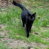 Foto del gato perdido en Reze