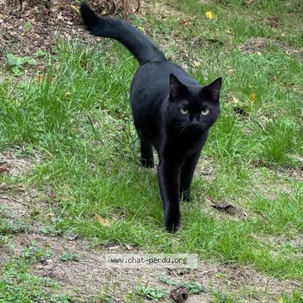 Foto 1/1 Mazzy Chat perdido en Reze