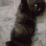 Foto del gato perdido en Lahore