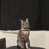 Foto del gato perdido en La Madeleine