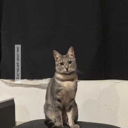 Foto 1/1 VIOLETTE Chat perdido en La madeleine